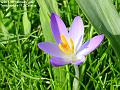 2007-0217crocus